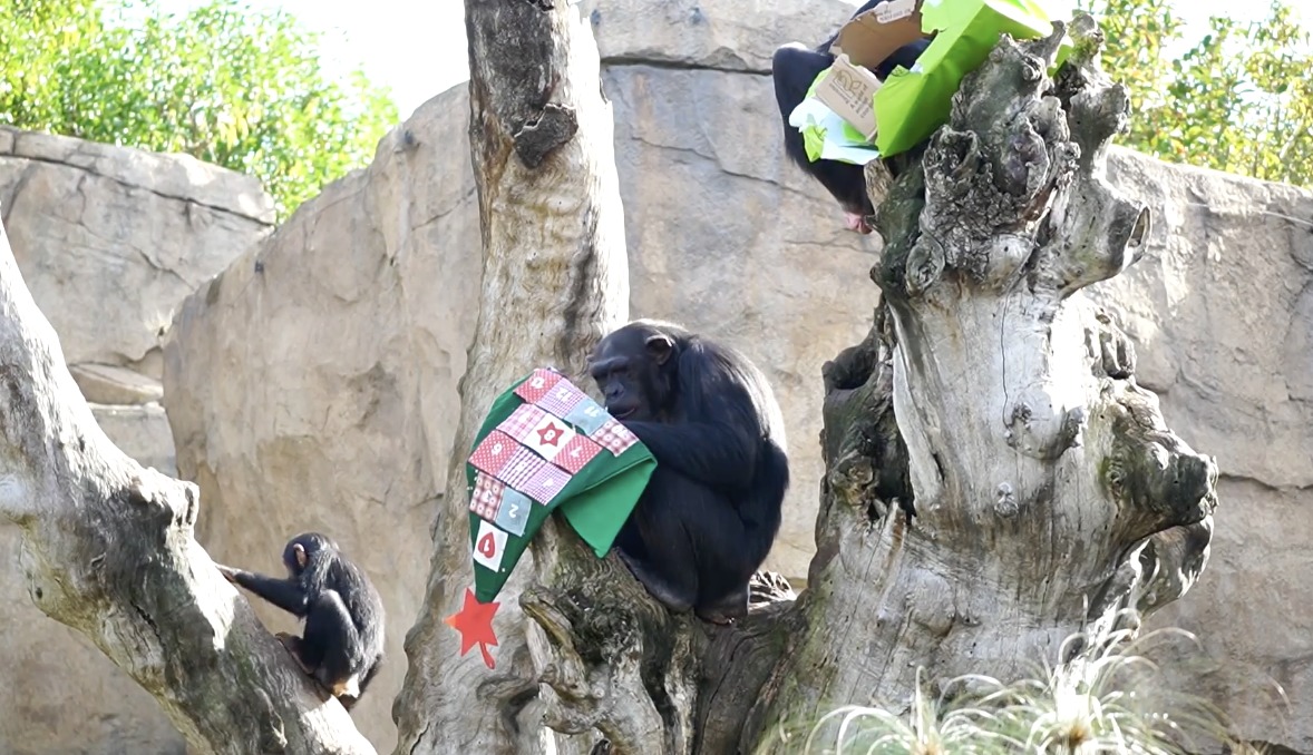 Animales de un zoológico de Valencia reciben regalos navideños