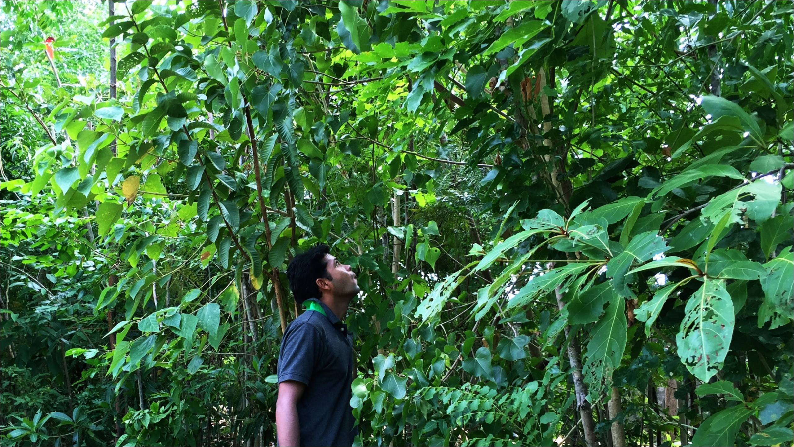 Afforestt