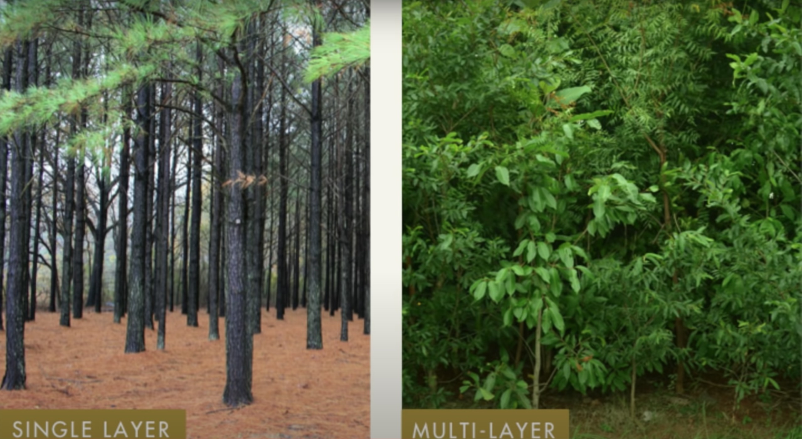Afforestt
