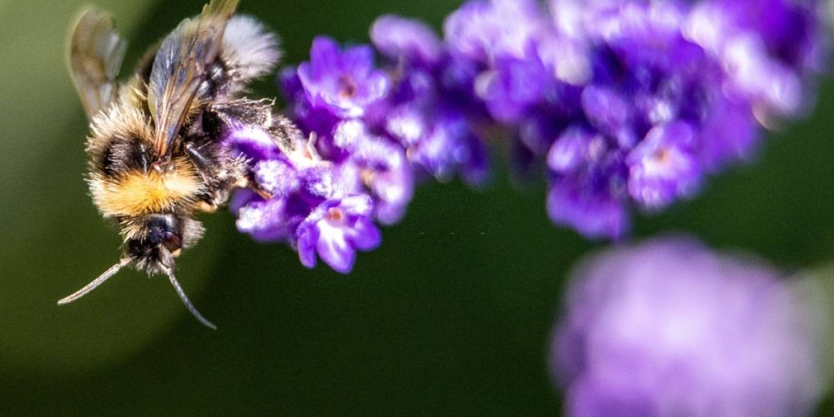Ciencia: El tamaño sí importa... al menos para un abejorro