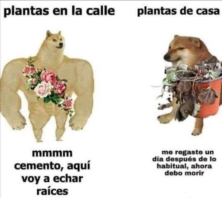 meme perro chico