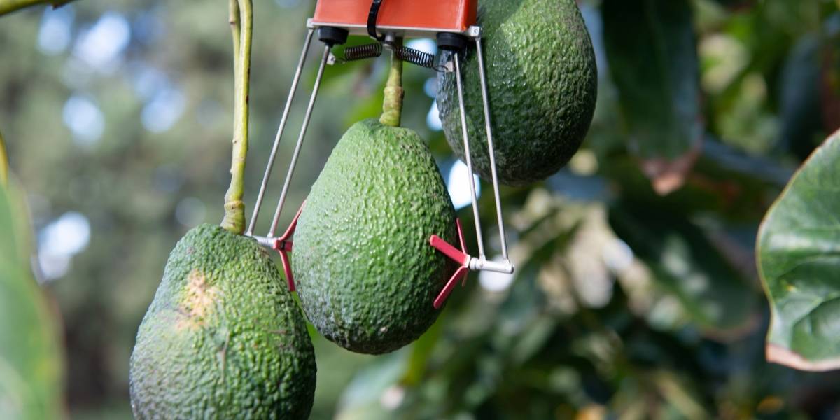 La evolución del campo mexicano inicia con un sistema de riego inteligente