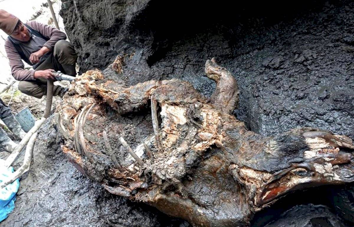 Encuentran restos bien conservados de rinoceronte de la Edad de Hielo