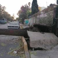 Rachas de viento provocan caída de árboles y lonas espectaculares en CDMX