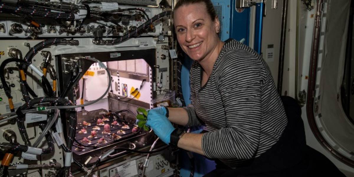 Astronautas de la Estación Espacial Internacional comieron rábanos que cosecharon dentro de la nave