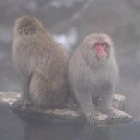 ¡Qué monos! Macacos disfrutan de las aguas termales de Japón