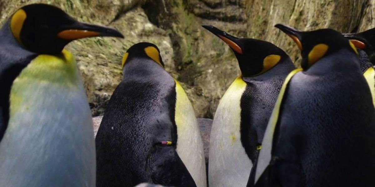 Iglús artificiales, un proyecto para salvar a los pingüinos de la Antártida