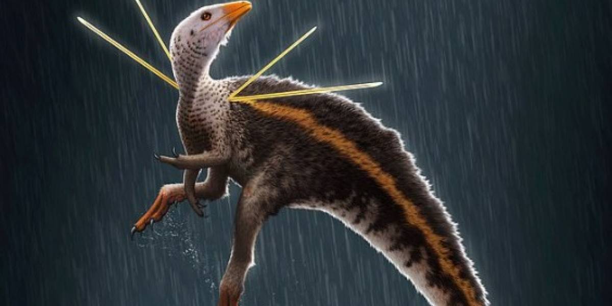 Ciencia: Un "pollo prehistórico" brasileño terminó en Alemania y no saben cómo llegó