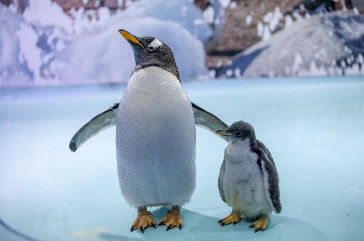 Pingüino papúa.