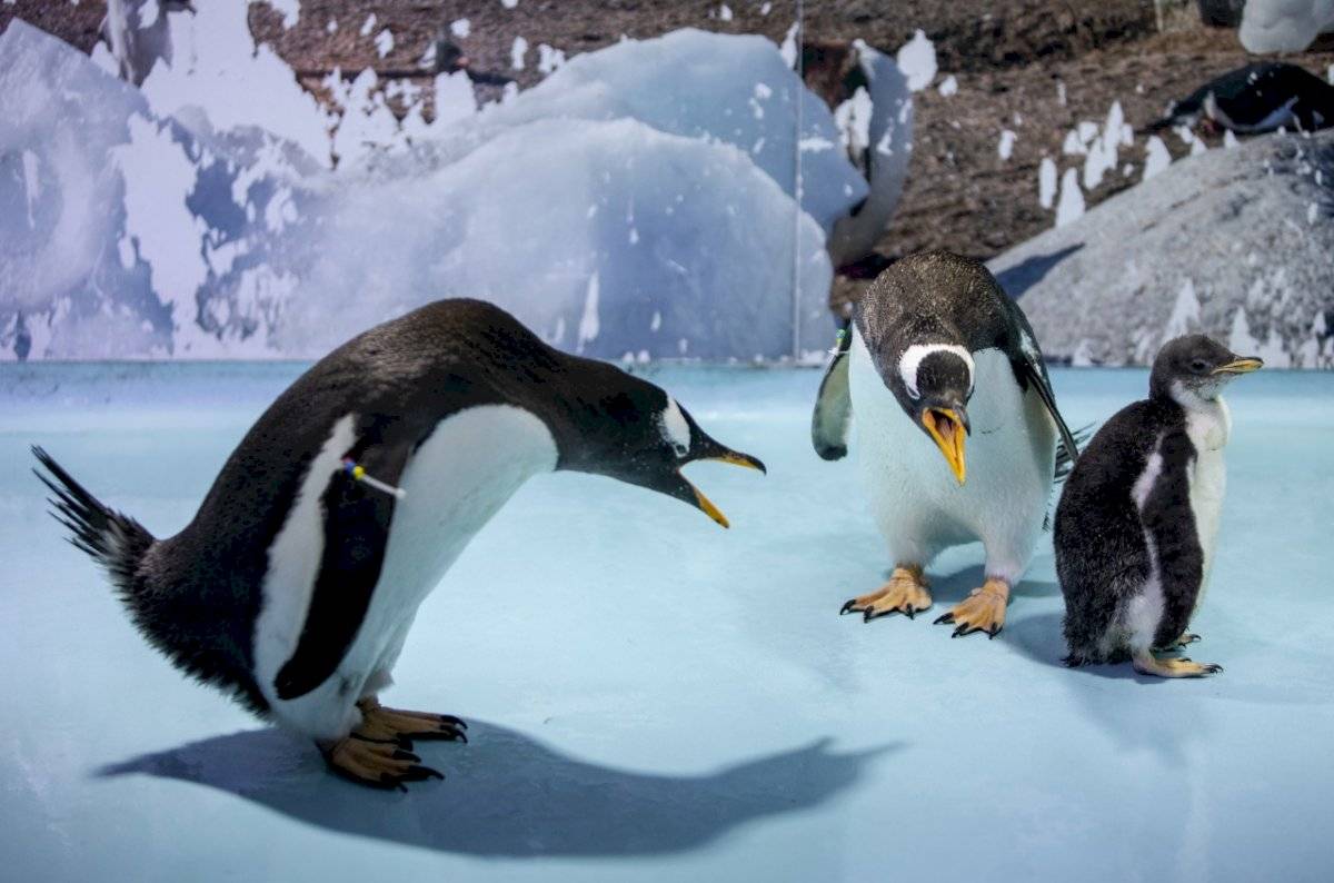 Pingüino papúa.