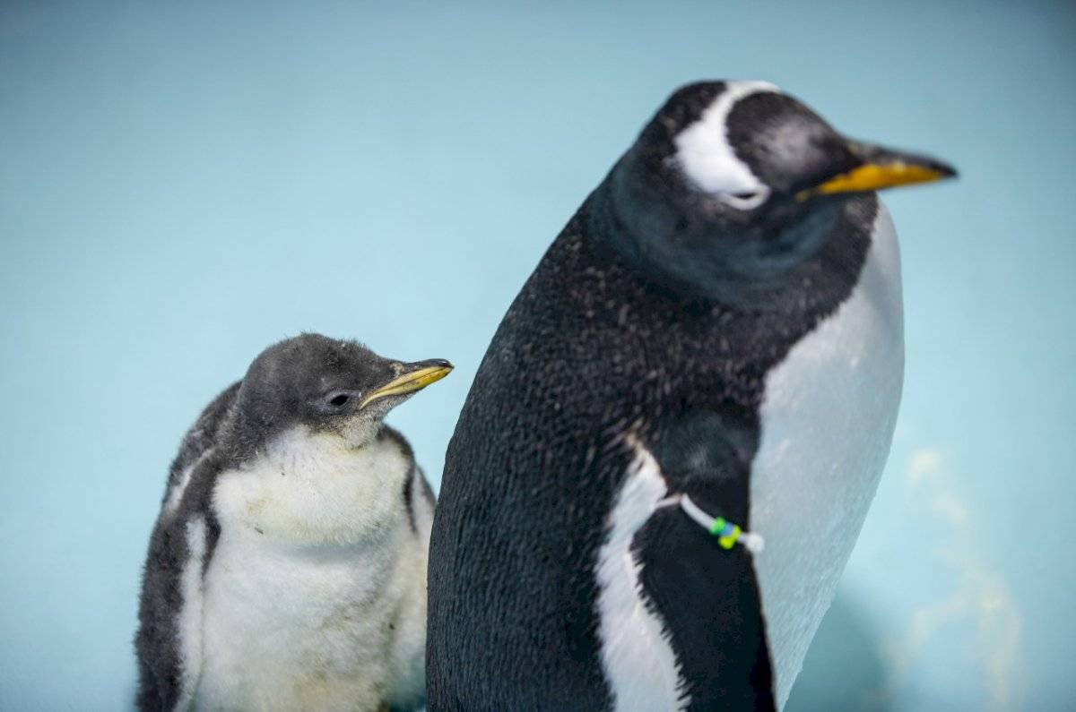 Pingüino papúa.