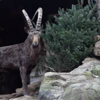 El Zoológico de Berlín celebra la época navideña jugando con árboles de navidad
