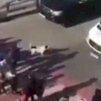 Kupata, el perrito que ayuda a cruzar la calle en Estados Unidos