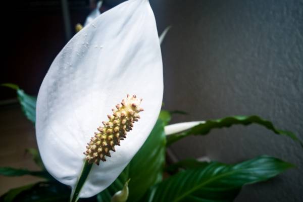 plantas