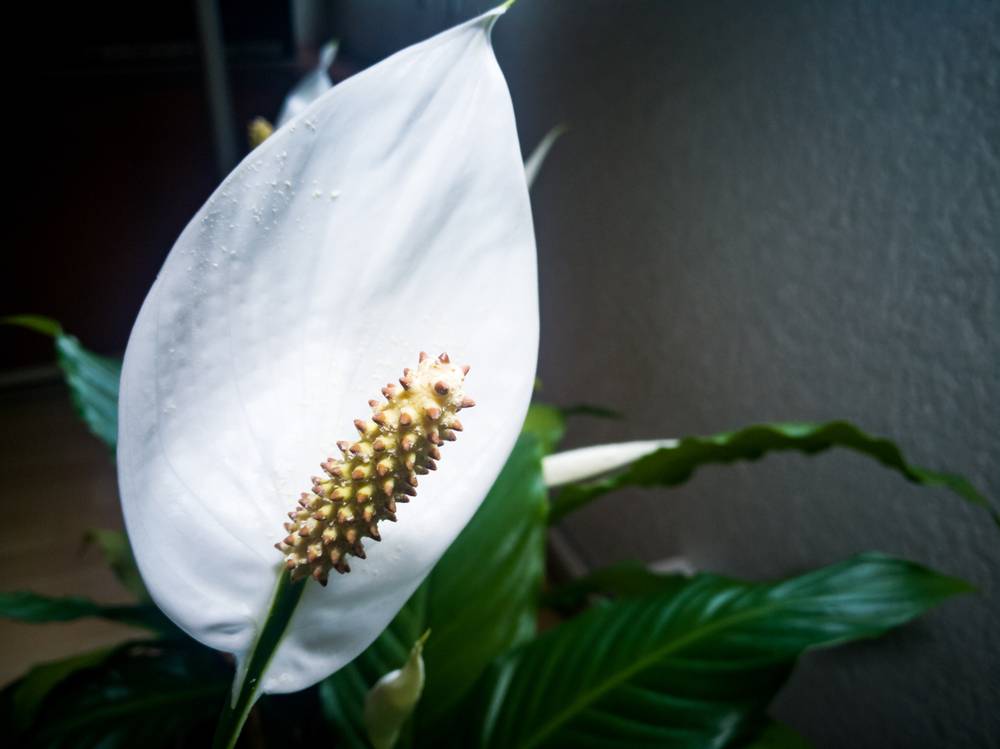 plantas