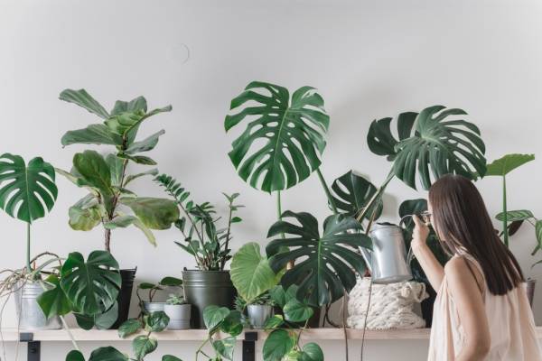 Plantas de exterior fáciles de cuidar que también sirven para interior