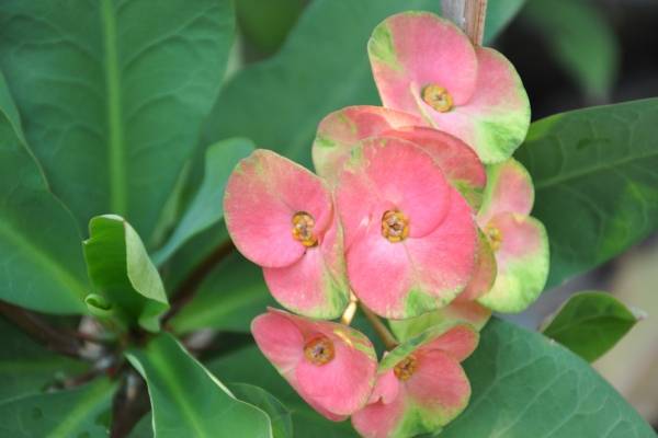 Plantas