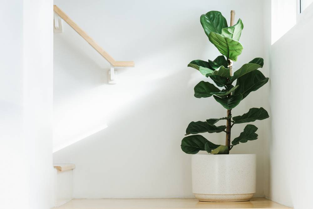 plantas