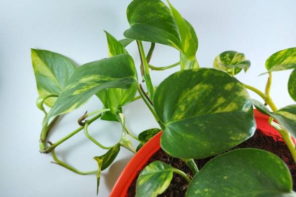 Plantas