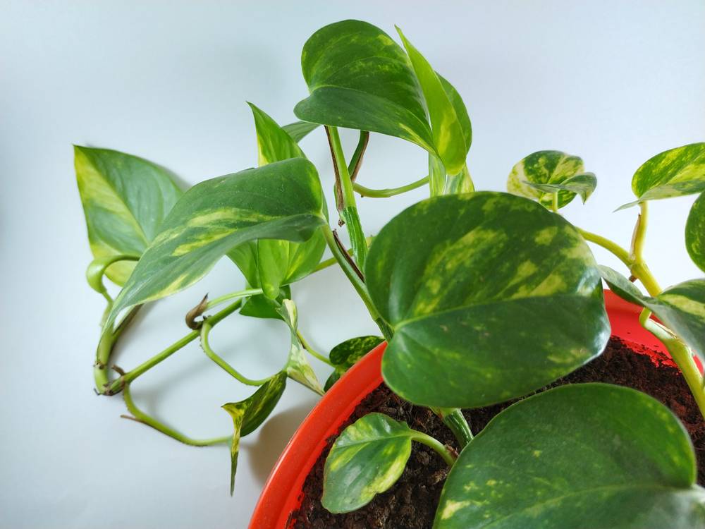 Plantas