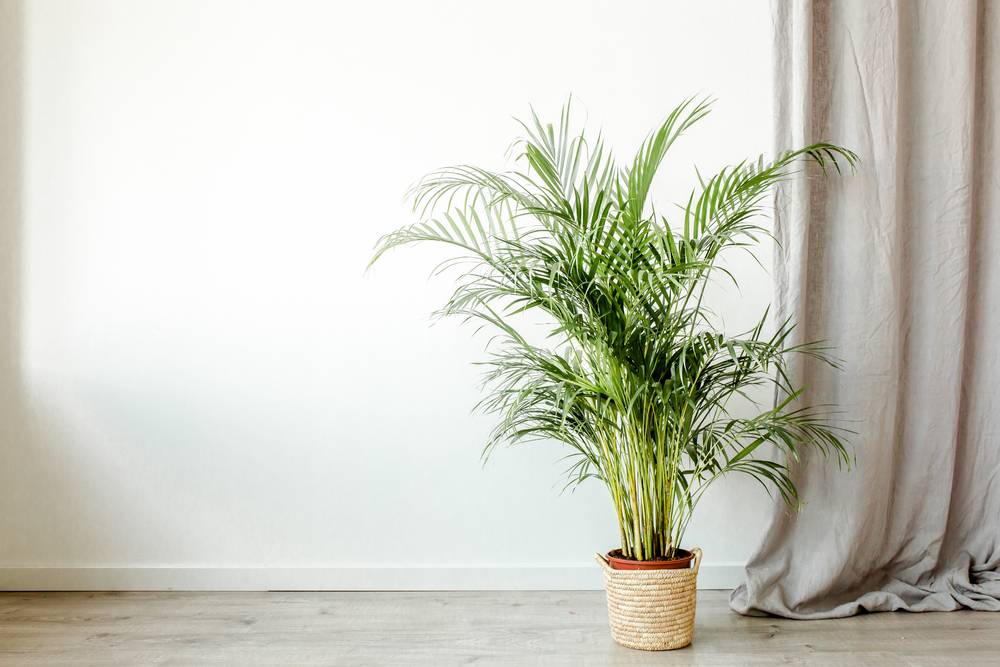 Plantas