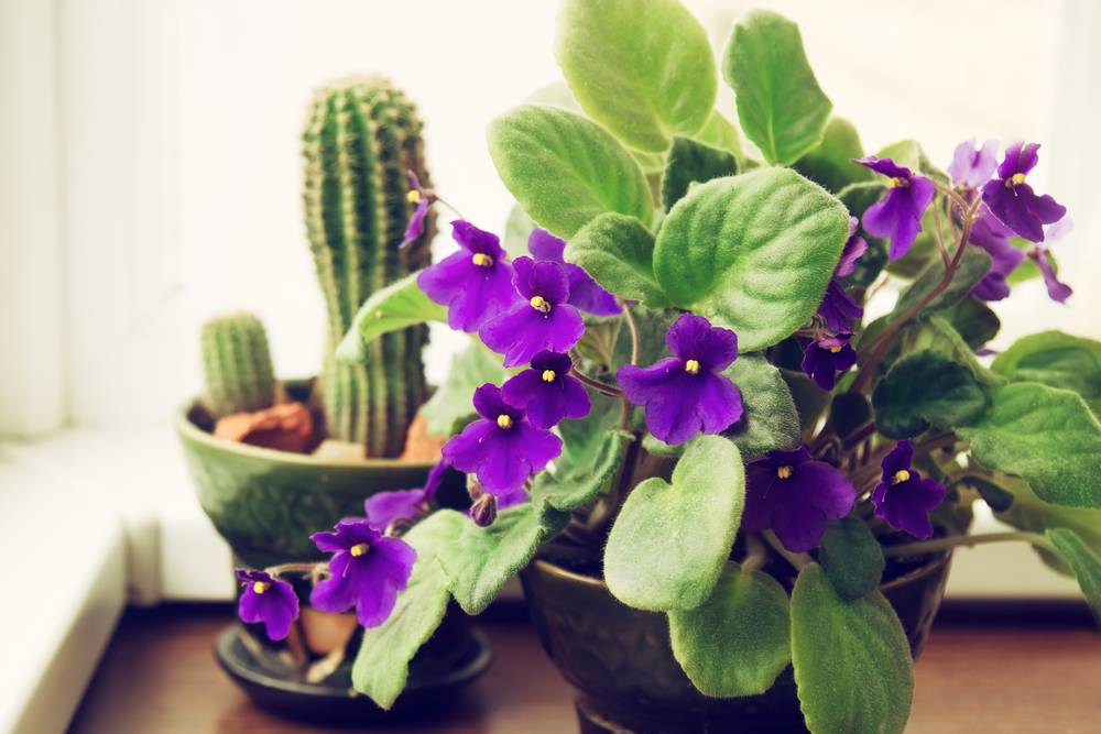 Plantas