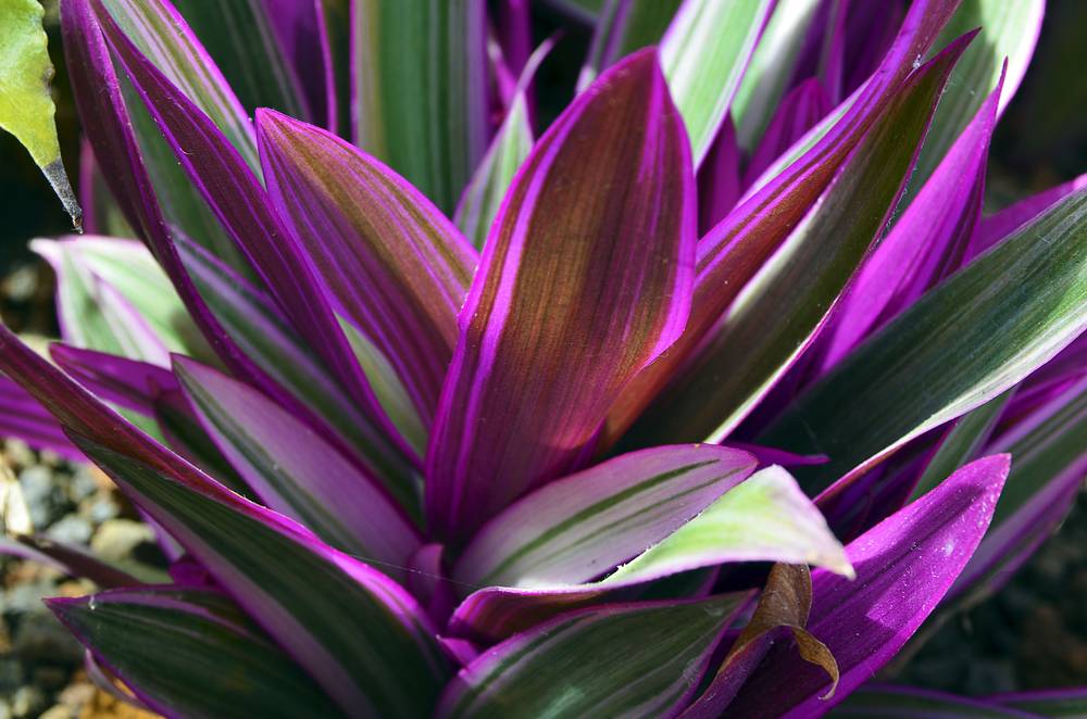 Plantas