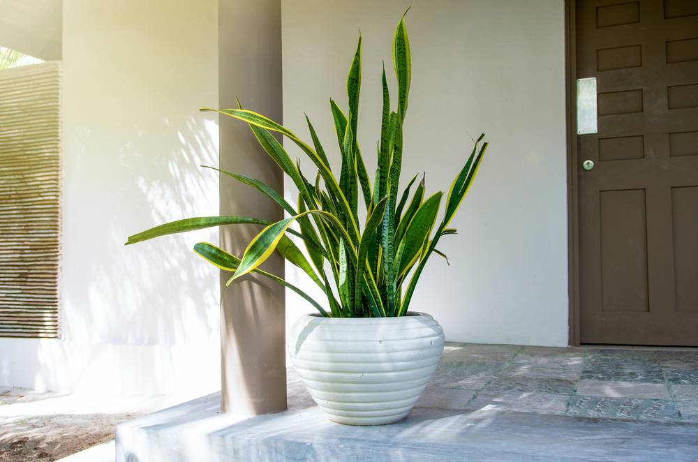 Plantas
