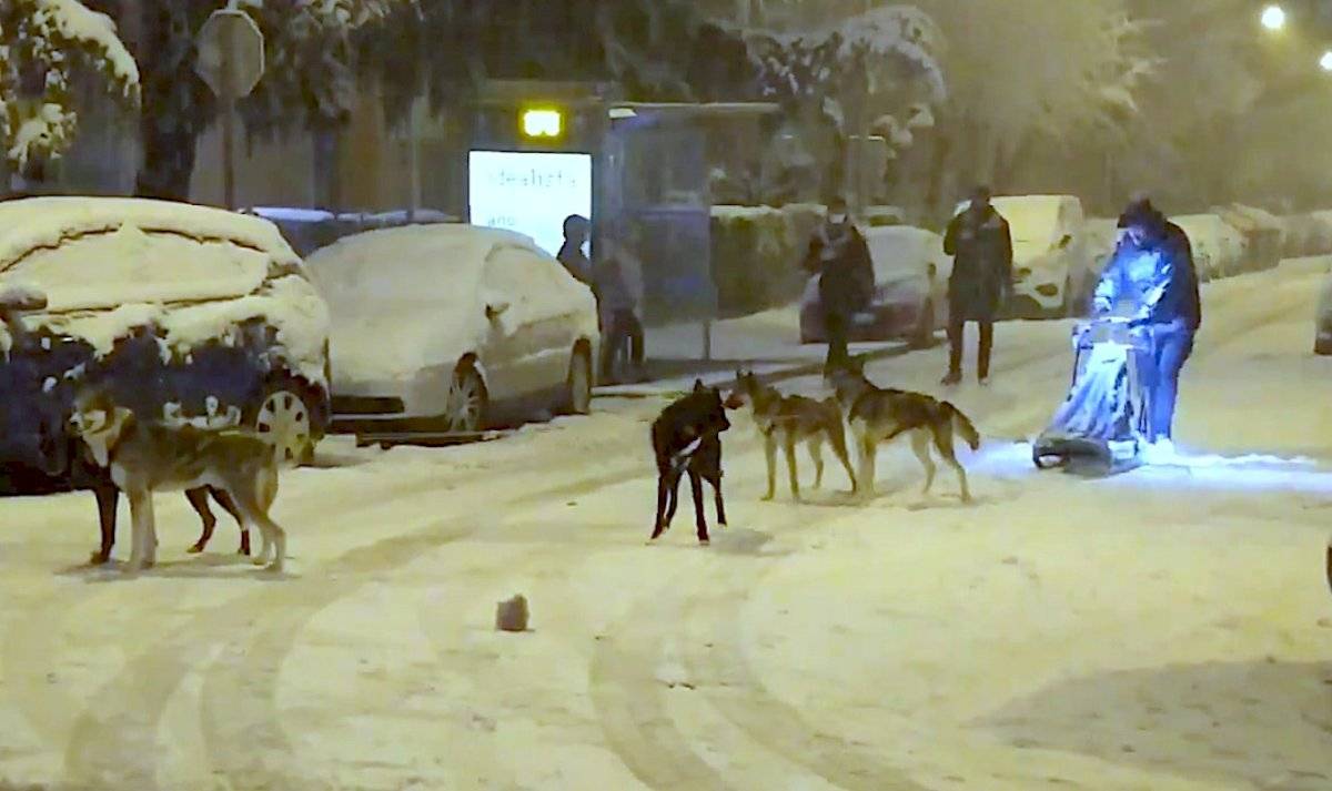 perros y trineo en madrid