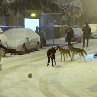 ¡De película! Graban a hombre paseando en trineo jalado por varios perros en pleno Madrid