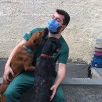 Casa do Vira Lata: pets viram estrelas em perfil de adoção