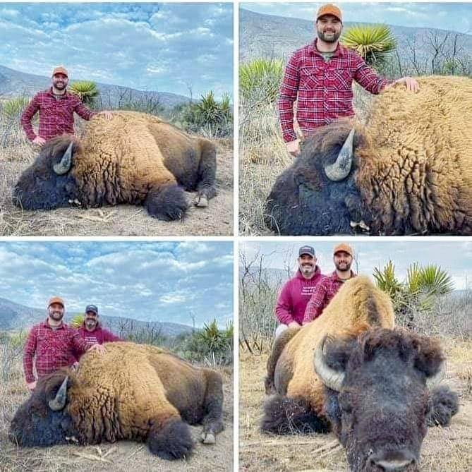 Bisontes