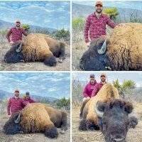 Caza de bisontes en Coahuila es desmentida por la CONANP