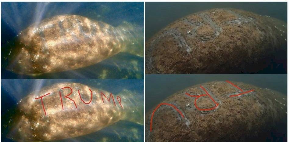 Investigan ataque a un manatí al que “tatuaron” la palabra Trump en su lomo