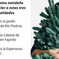 Lugares para reciclar tu árbol navideño