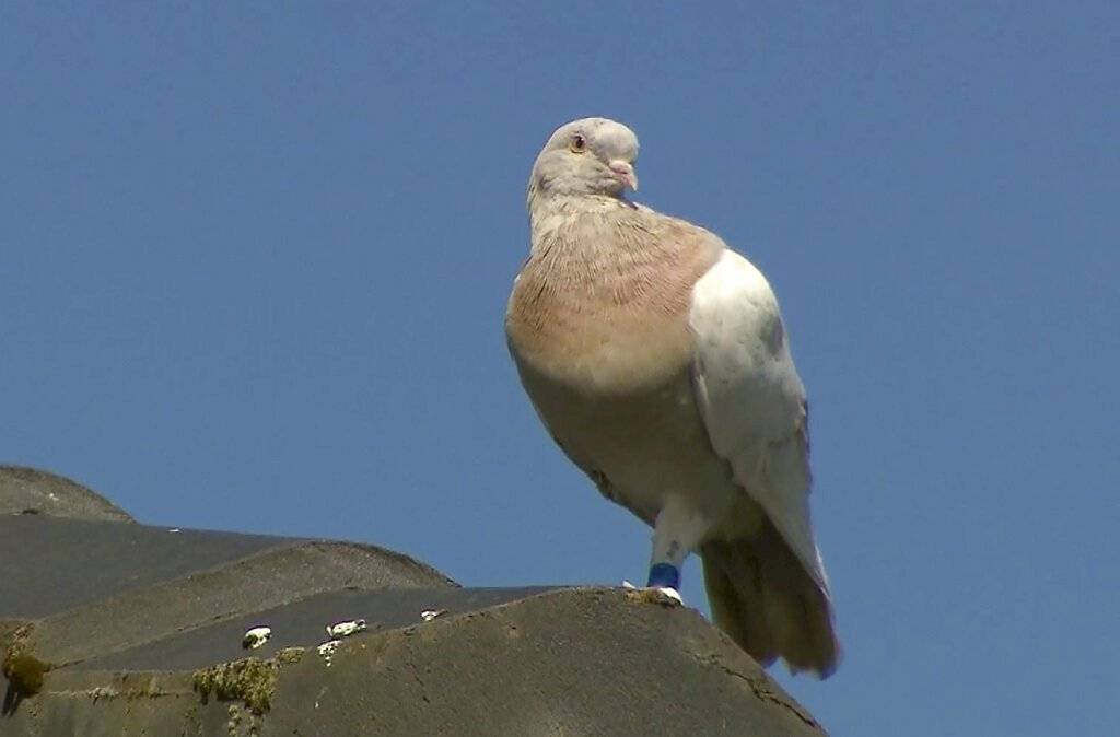 Joe