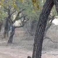 ¡Me pareció ver un lindo gatito! Graban pelea entre perro callejero y una leona en la India
