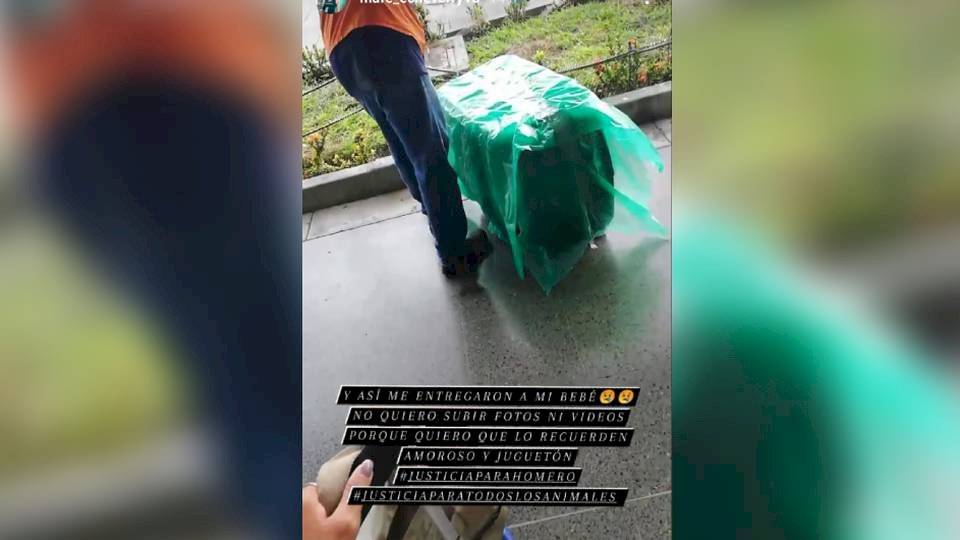 Dolorosa historia del perrito Homero que murió en la bodega de un avión