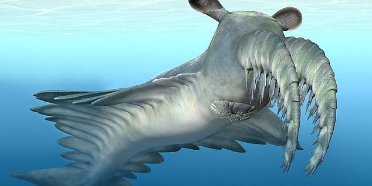 Los radiodontos: las bestias marinas que desarrollaron visión nocturna en la Prehistoria