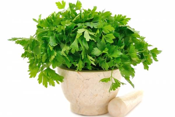 Plantas
