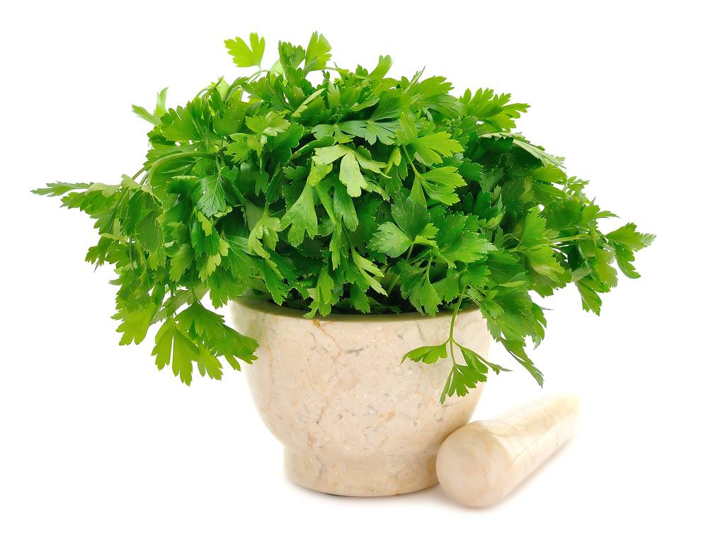 Plantas
