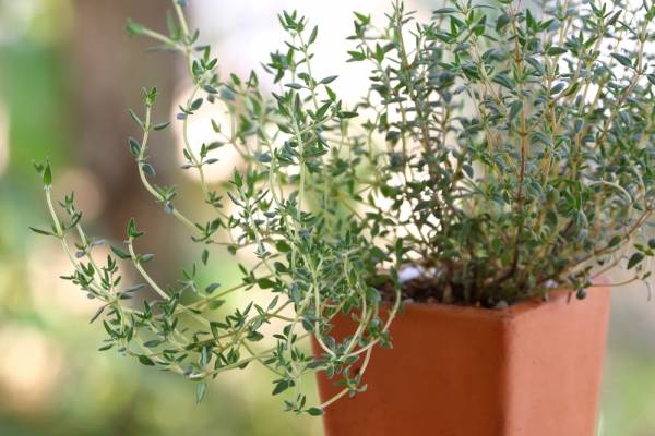Plantas