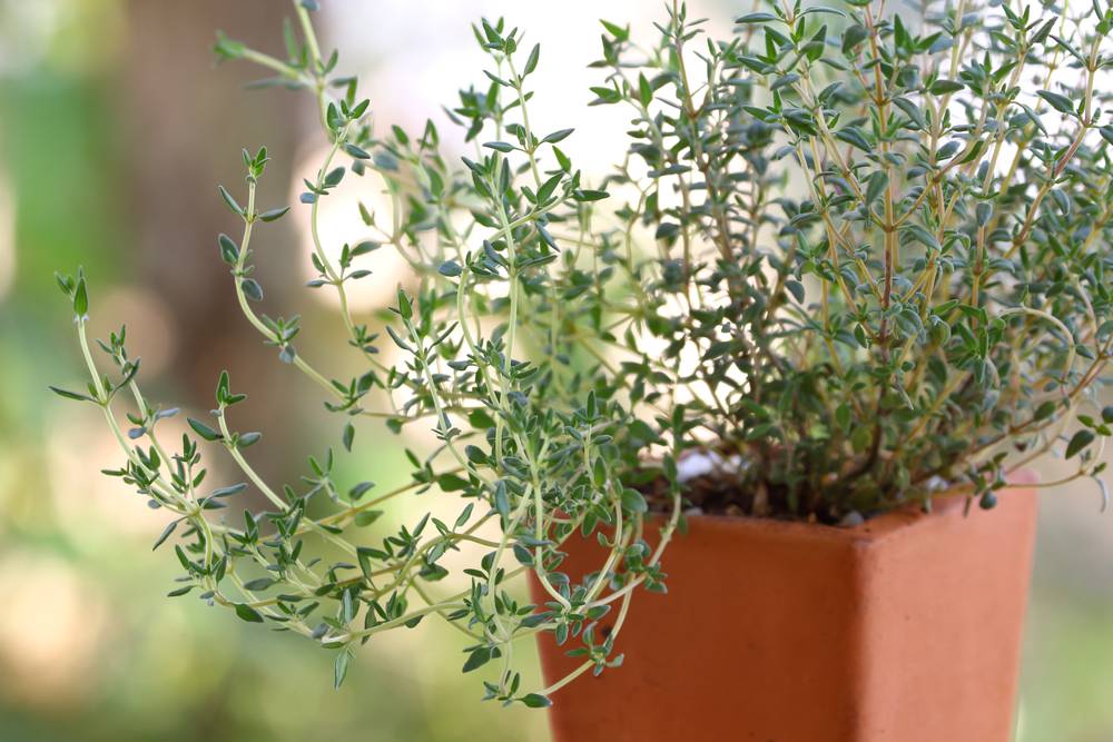 Plantas