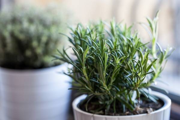 Plantas