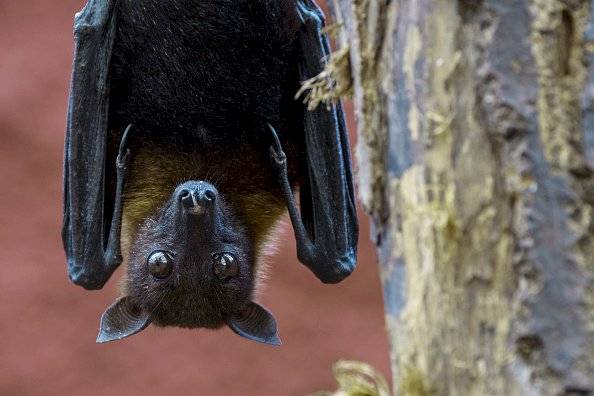 Virus Nipah, la nueva enfermedad que preocupa a los científicos