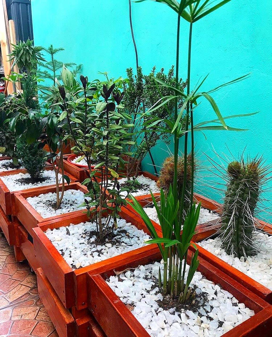 Plantas