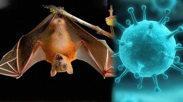 virus nipah