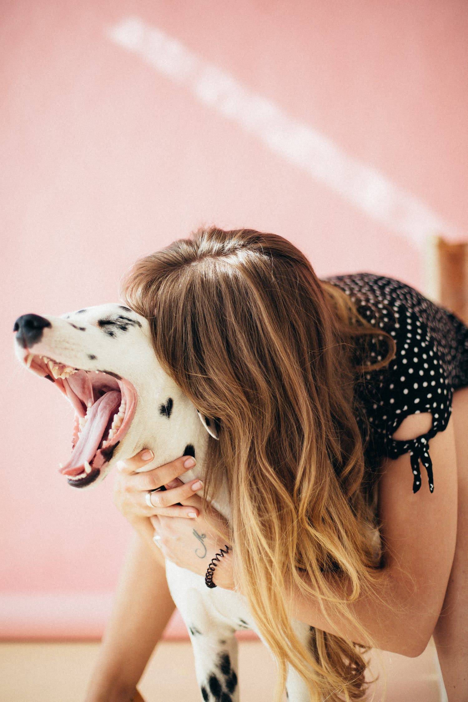 perro perro