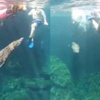 ¡Qué susto! Cocodrilo nada con turistas en Tulum