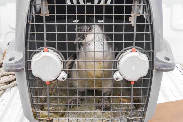 Pinguino de Humboldt